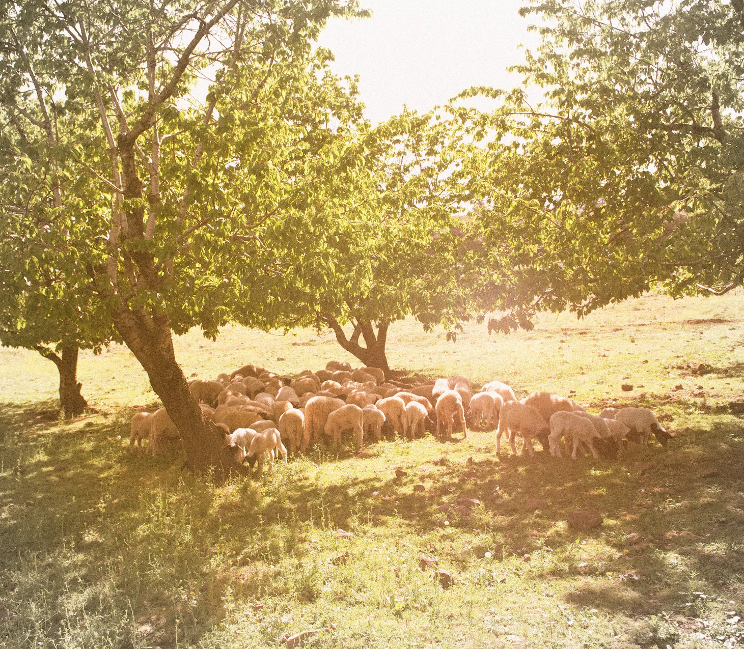 A flock of sheep grazes on grass under the shade of large trees in a sunlit field.