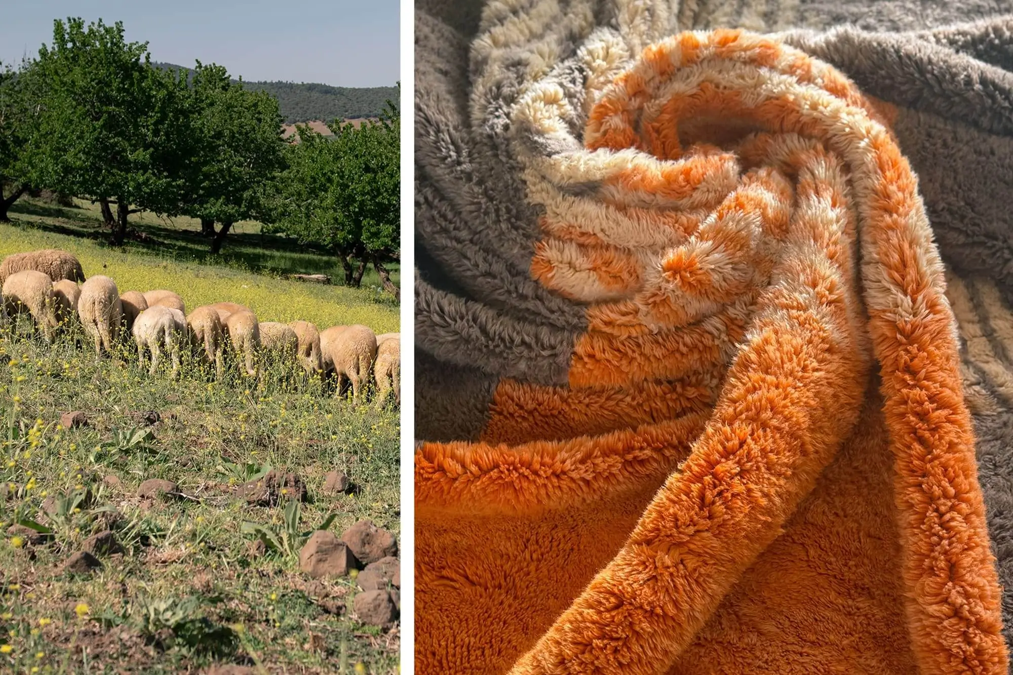 Split image: On the left, sheep graze in a grassy field with trees; on the right, a close-up of a soft, orange and gray fleece blanket.